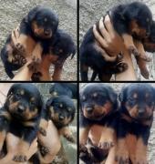 ROTTWEILER CACHORROS