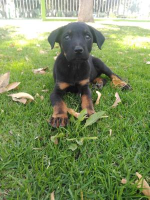 Rottweiler