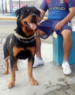 Rottweiller para Monta