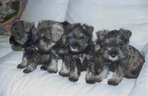 Schnauzer Divertidos Cachorros