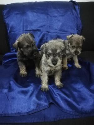 Schnauzer Miniatura en Venta