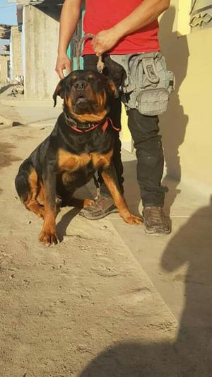 Servicio de Monta Rottweiler