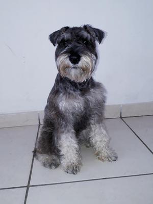 Servicios de Monta Hermoso Schnauzer