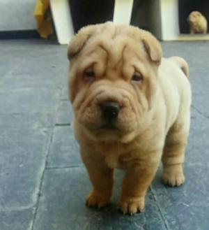 Sharpei