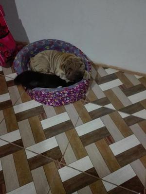 Sharpei vacunado y desparasitado adopcion