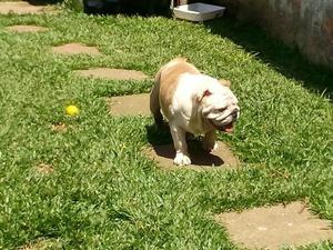 VENDO MIS CACHORROS BULLDOG INGLES PAPAS PRESENTES PRECIO A