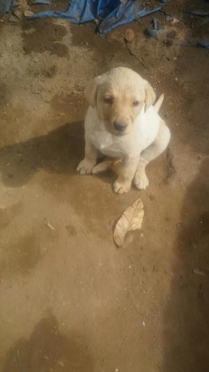 Vendo Cachorros Labradores