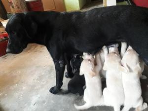 Vendo Perros Raza Labrador