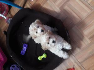 Vendo perros poodel