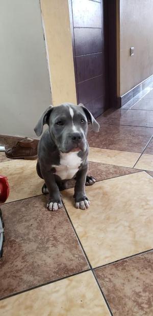 Venta American Bully Motivo Viaje