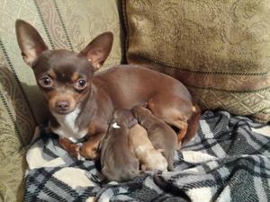 Venta de Cachorros Chihuahuas