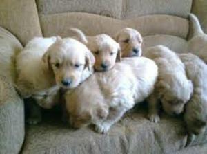 Venta de Cachorros Golden Retrievers