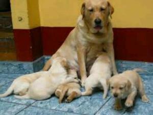 Venta de Cachorros Labradores