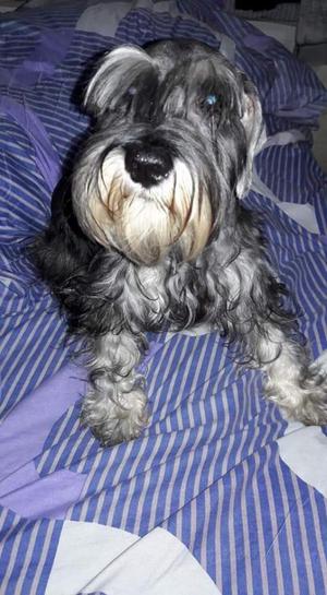 Venta de Mini Schnauzer