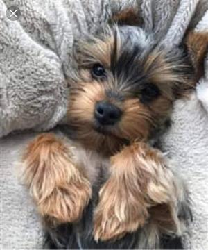 Yorkshire Terrier