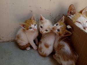 en Adopcion 3 Gatitos