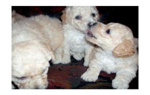 poodles toy mini blancos y champang lindos Vacunados