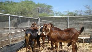 venta de ganado caprino para reproduccion