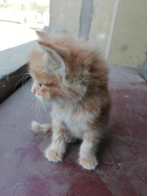 Adopta Un Lindo Gatito