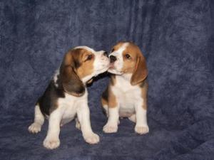 Beagles Finos Cachorros Ofertamos