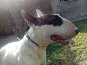 Bullterrier Busca Pareja