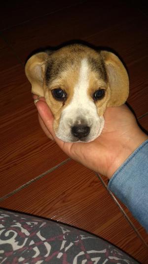 Cachorra Beagle