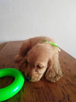 Cachorritos Cocker Spaniel Ingles