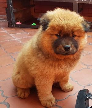 Chow Chow