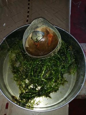 Coco para Pecera Curado