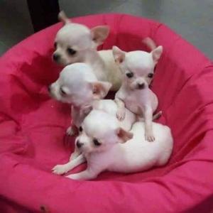 Hermosos Cachorros Chihuahua