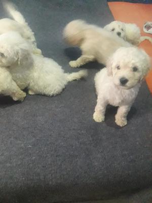 Hermosos Poodle con Control Veterinario