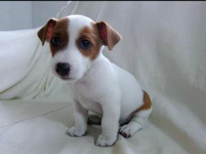 Jack Russell Enanitos