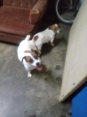 Jack Russell Kcp Padrillos
