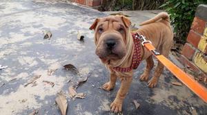 PERRO SHARPEI HERMOSO CEL: 