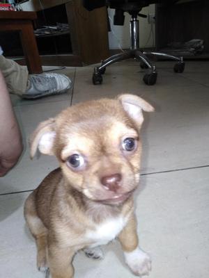 Perrito Chihuahua Hembra 1 Mes Y Medio