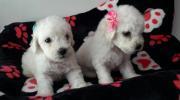 Poodle Toy Blancos Caniches lindos cachorritospara Mascota