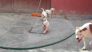 Remate de american bulldog