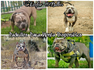 SERVICIO DE MONTA PARA BULLY EXOTIC PITBULL FUSION