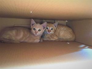 Se necesita hogar para dos gatitos abandonados! M Y H