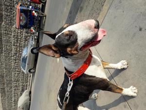 Servicio de monta bull terrier tricolor