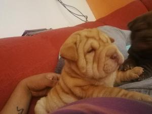 Sharpei Hembra