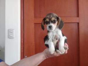 Vendo Beagle