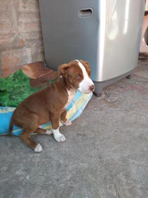 Vendo Cachorro Pitbull