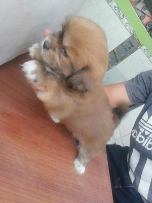 Vendo Perritos
