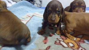 Vendo cachorros salchichas teckel