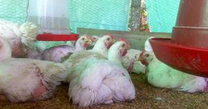 Venta de pollos doble pechuga criados al natural