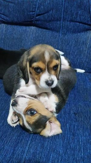 lindos cachorros beagle!!!!!!!! tricolor