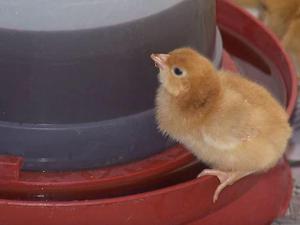 vendo gallinas ponedoras por unidad y caja pollos bebe patos