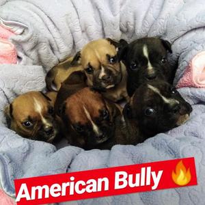 American Bully Cachorros Exóticos A1