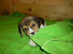 Beagle